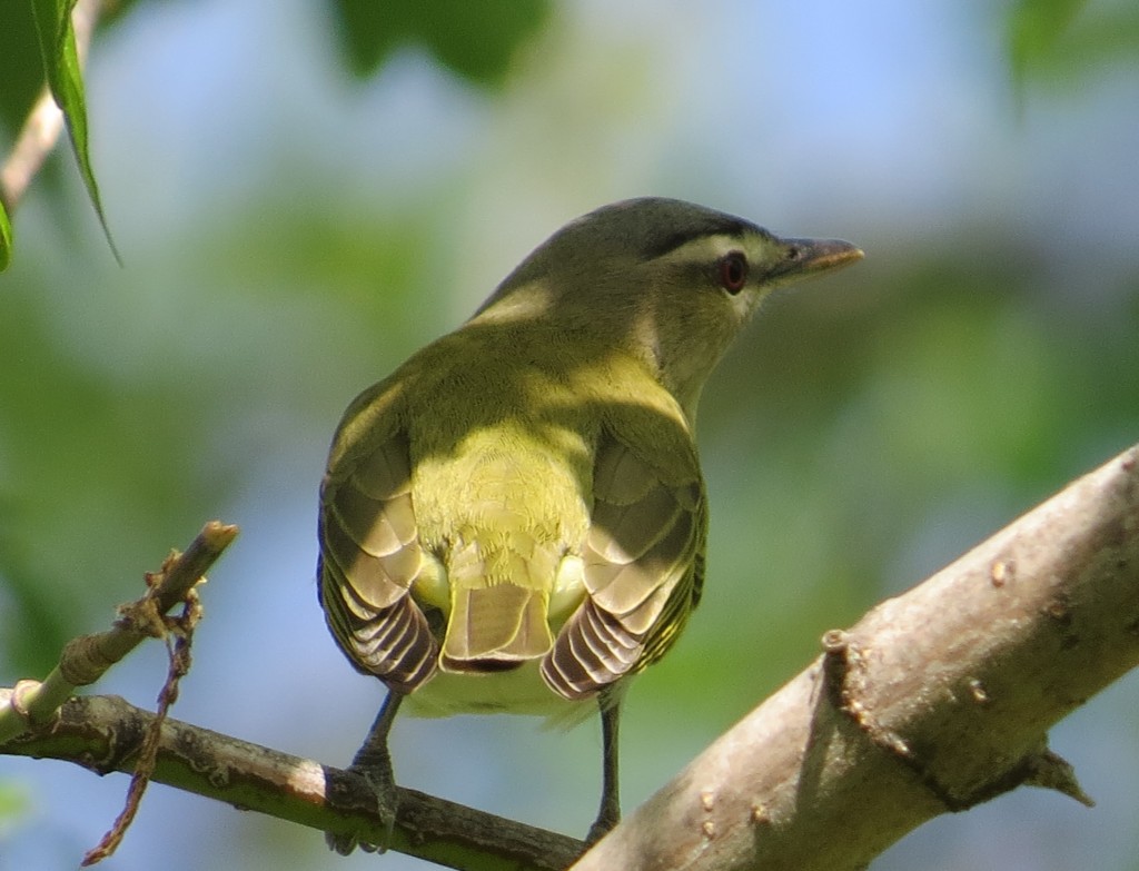 Red-eyed Vireo