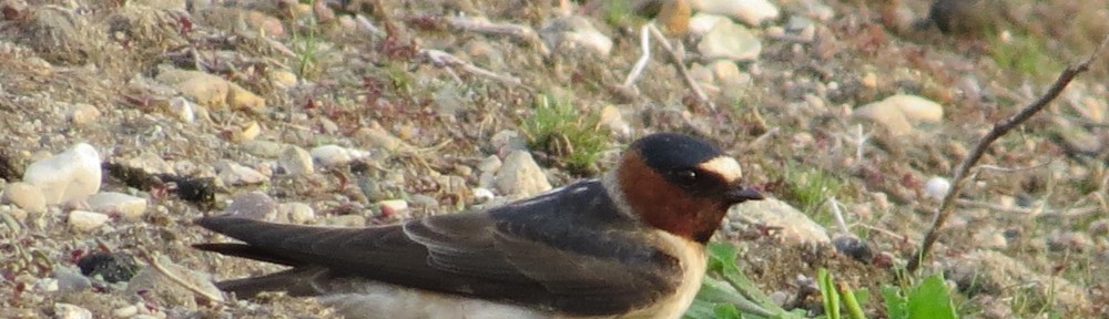 Cliff Swallow