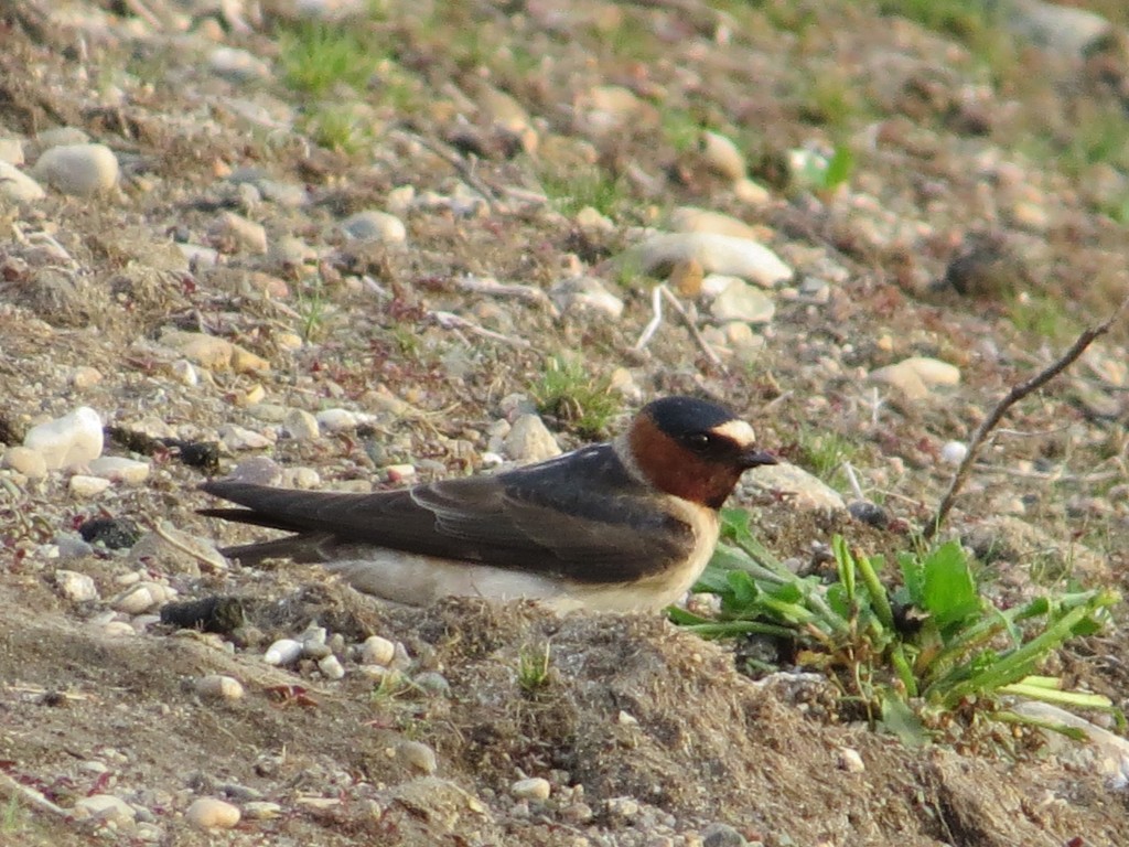 Cliff Swallow