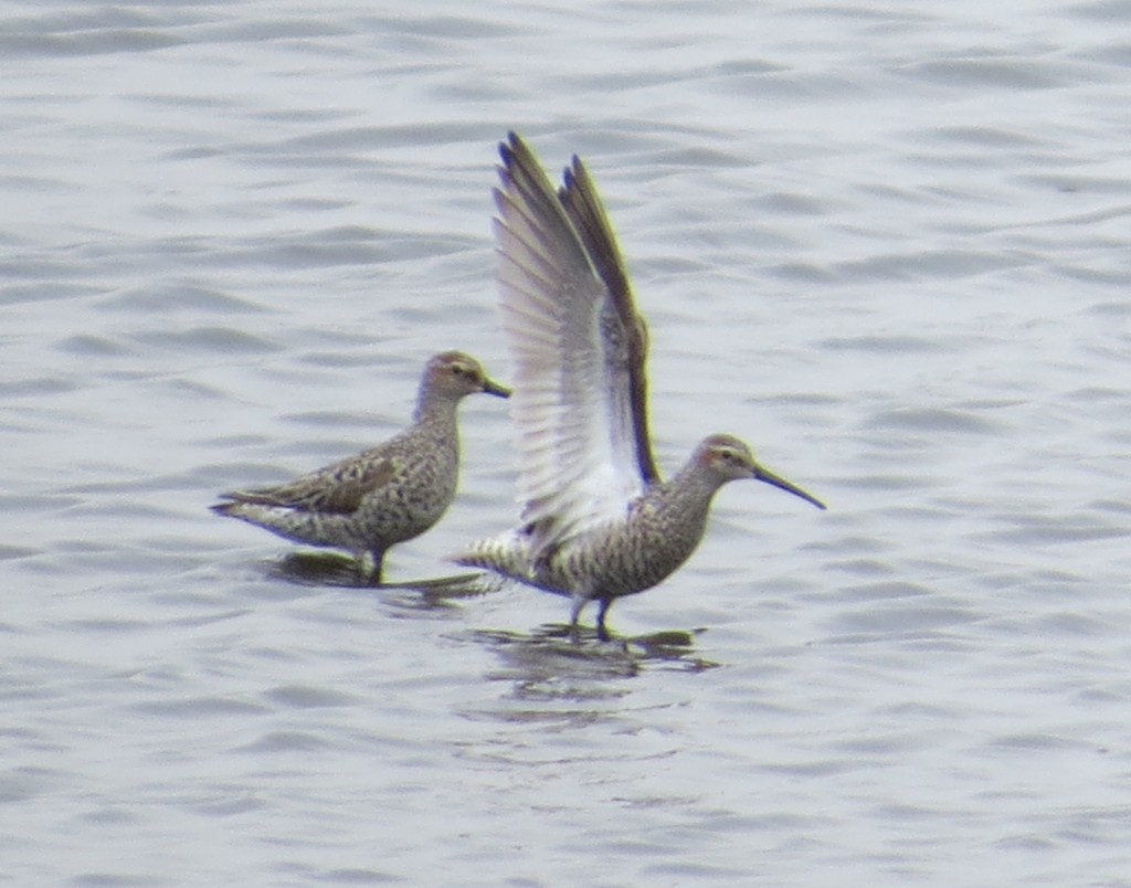 "Guilty as charged! We're Stilt Sandpipers."