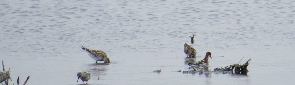 Male Red-necked Phalarope in breeding plumage