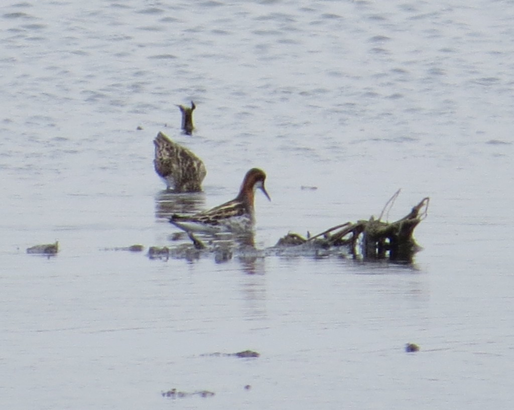 Male Red-necked Phalarope in breeding plumage