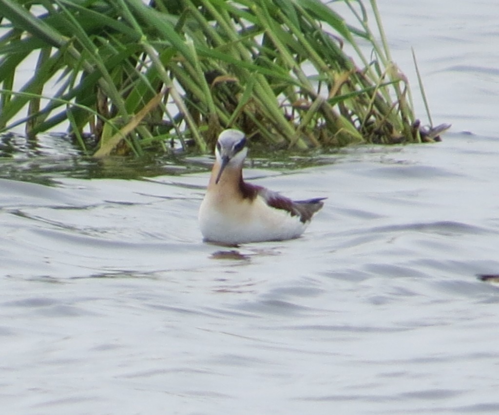 Wilson's Phalarope