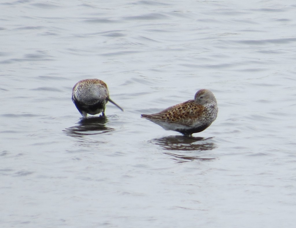 Dunlin