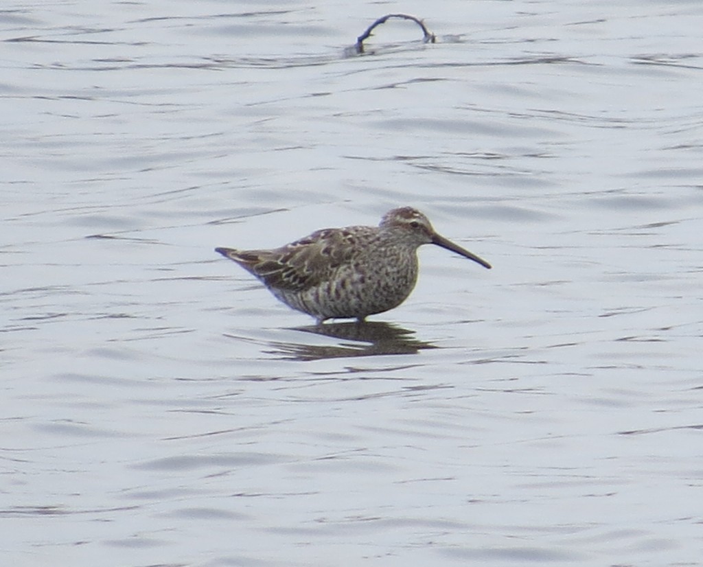 Stilt Sandpiper