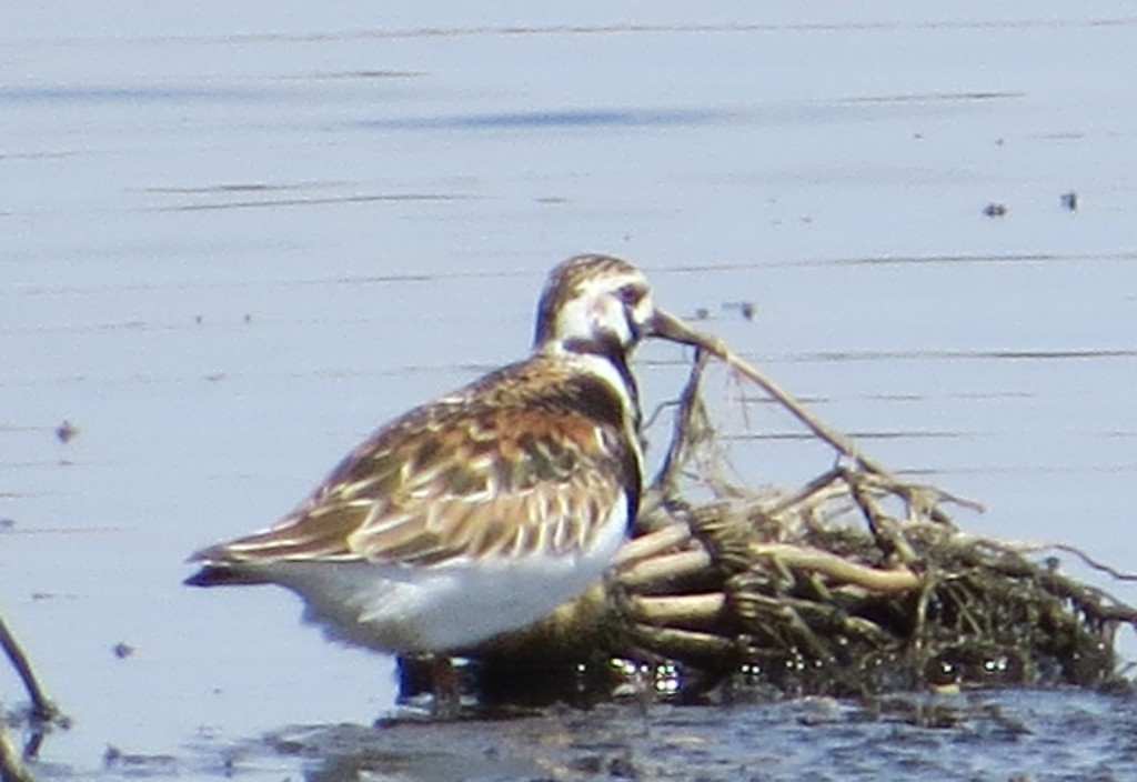 Ruddy Turnstone