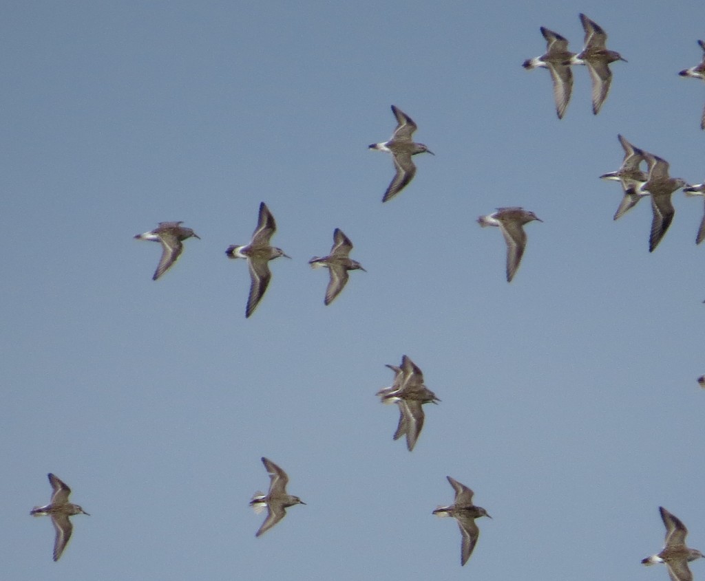 White-rumped Sandpipers et al