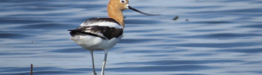 American Avocet