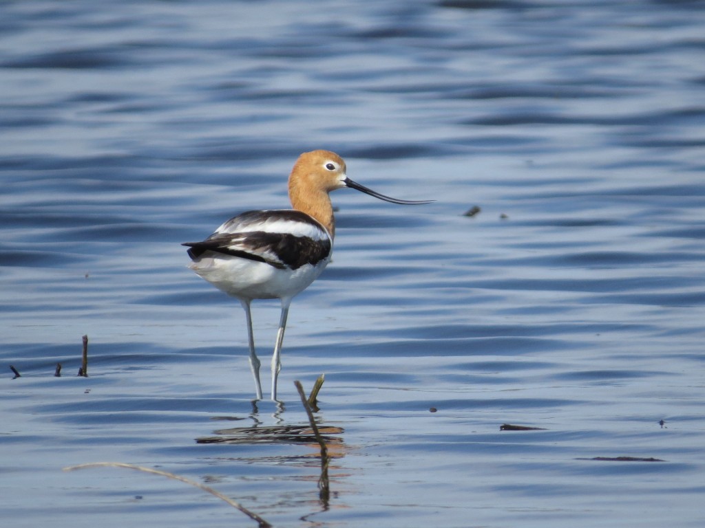 American Avocet