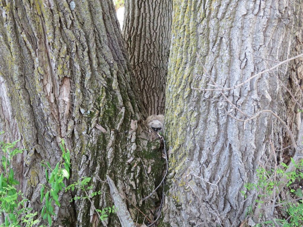 Great Horned Owlet