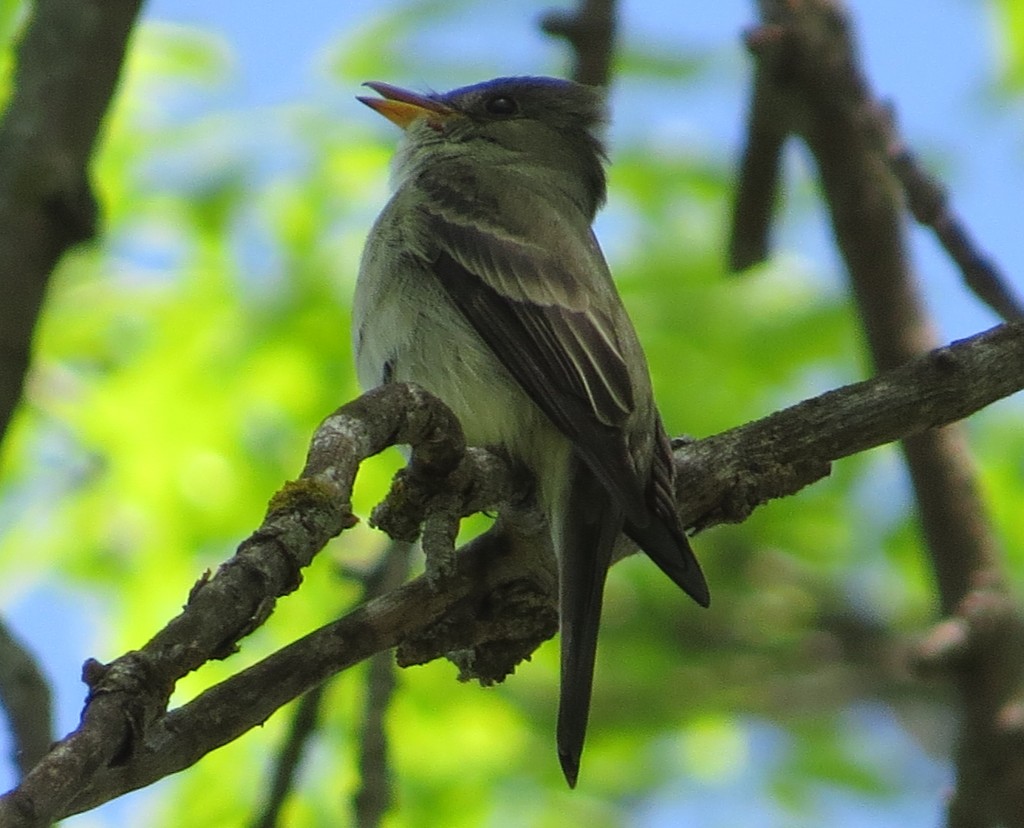 Eastern Wood Pewee