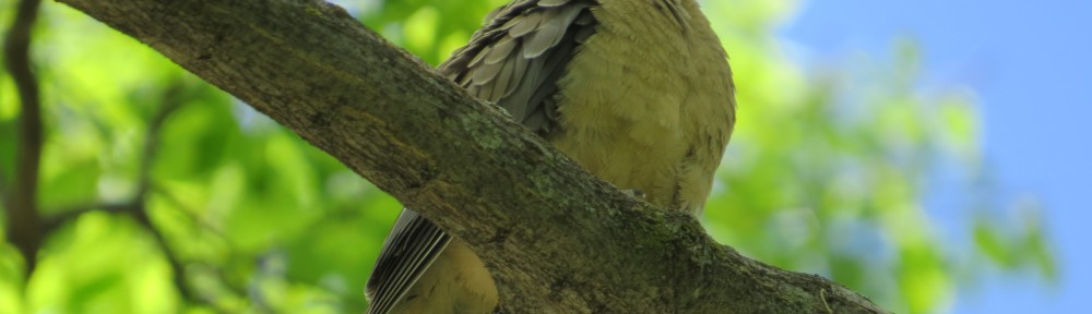 Mourning Dove