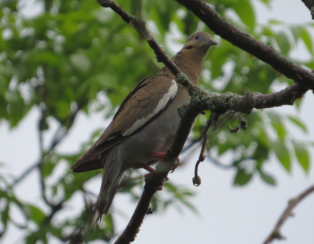 White-winged Dove