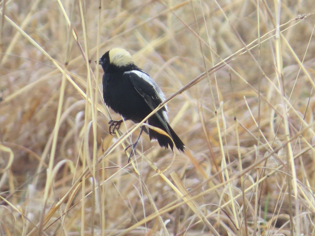 Bobolink