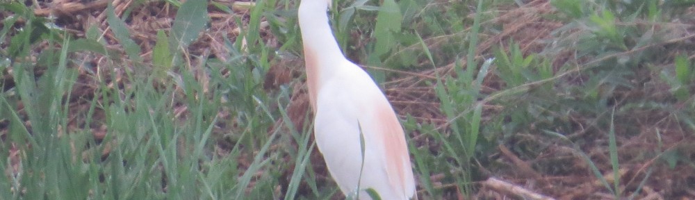 Cattle Egret