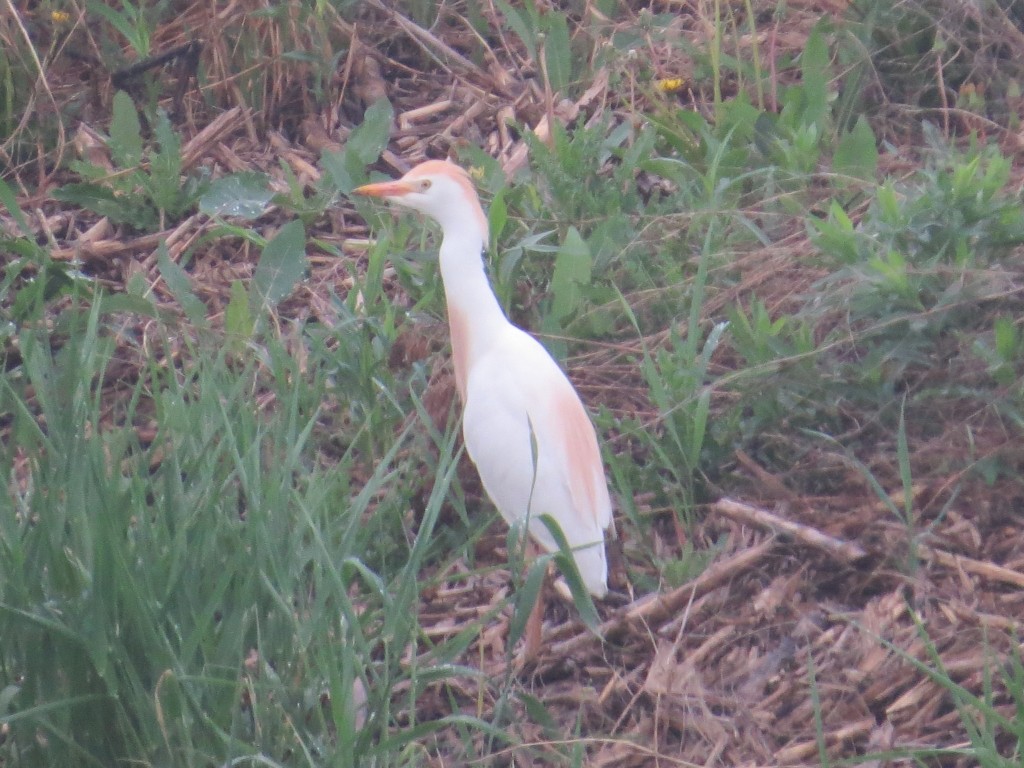 Cattle Egret