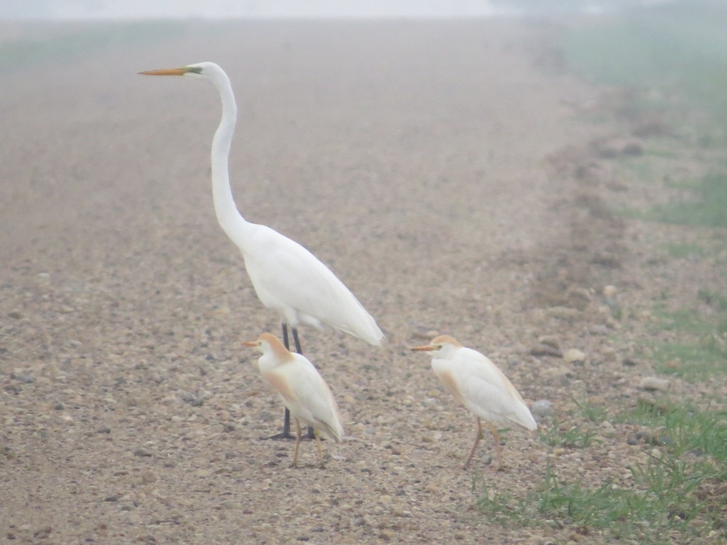 Great Egret and Cattle Egrets