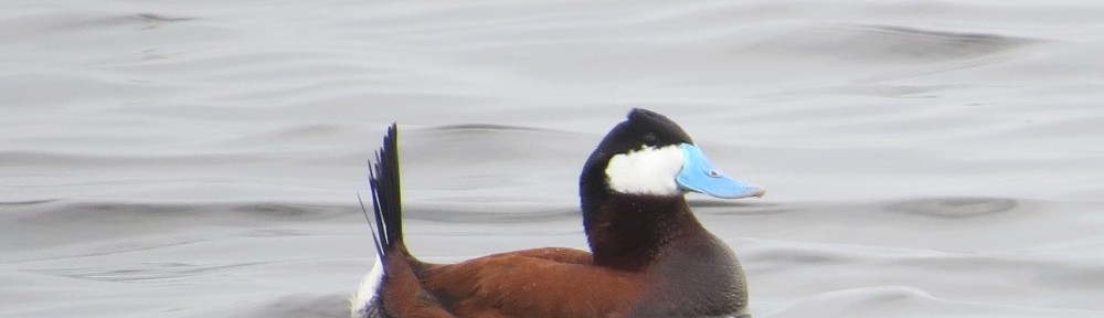 Ruddy Duck