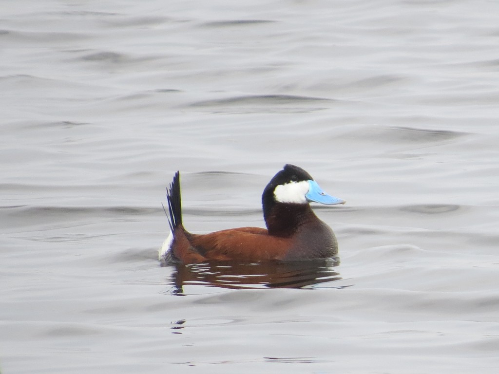 Ruddy Duck