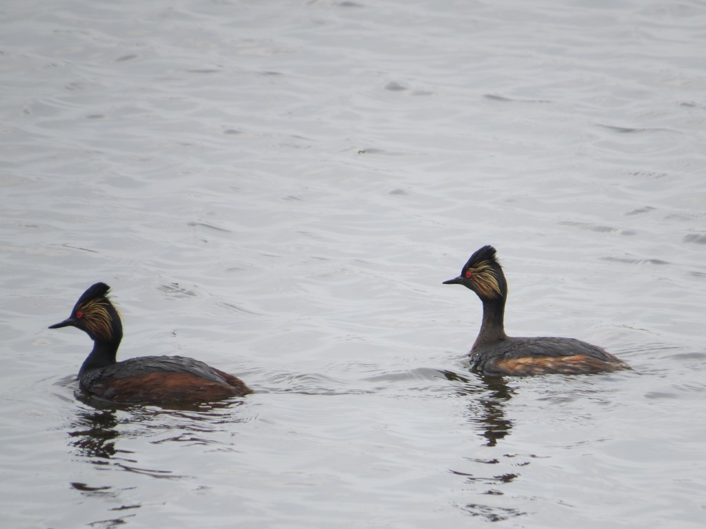 Eared Grebes