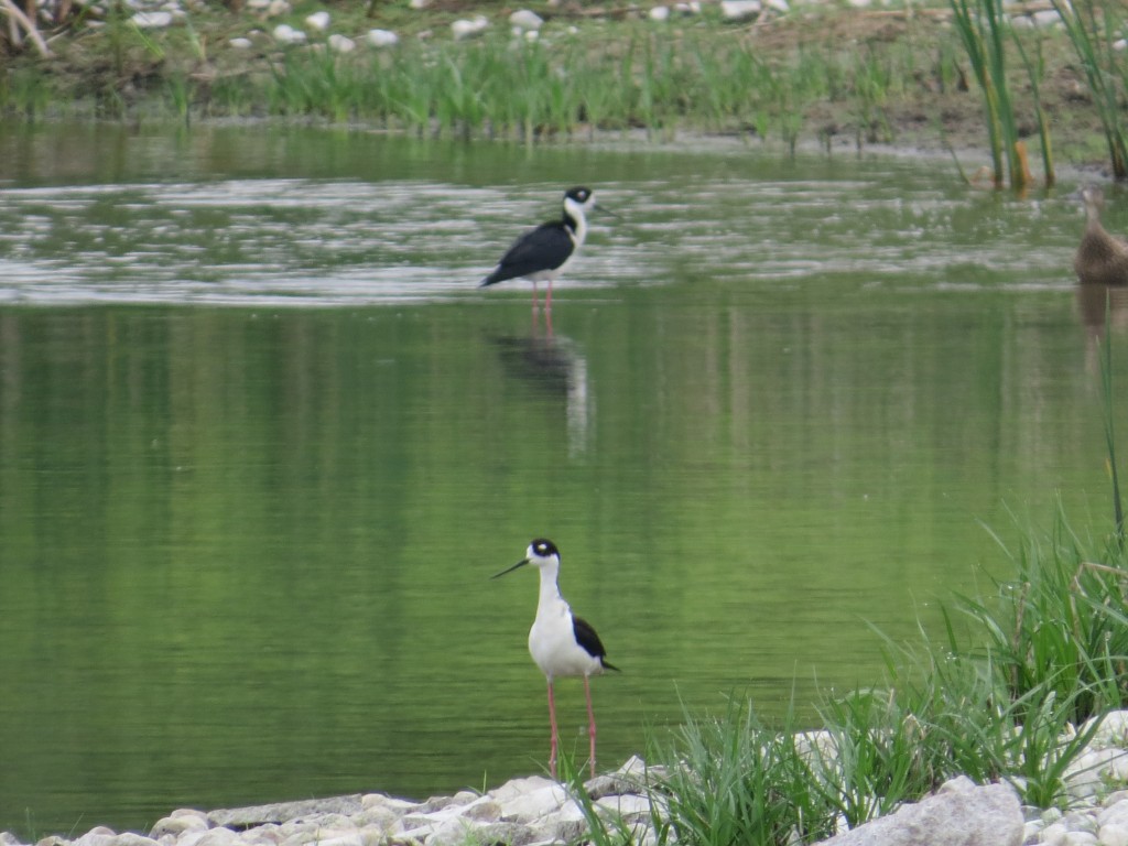 Nesting Black-necked Stilts  at the Herman Sewage Ponds in Grant County