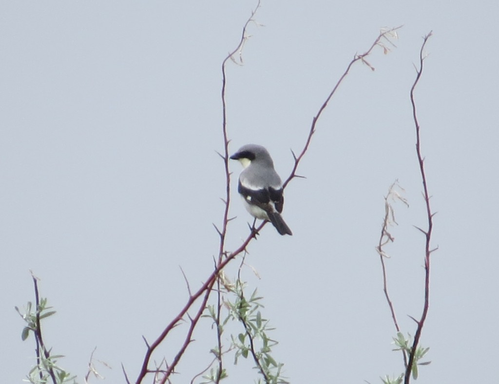 Loggerhead Shrike