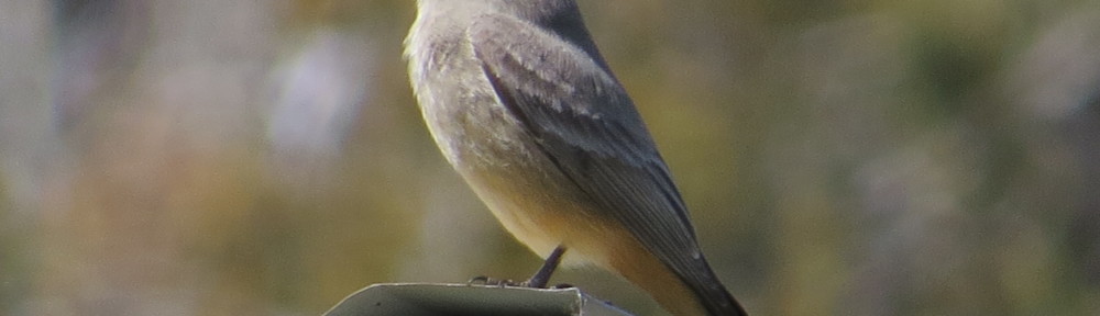 Say's Phoebe