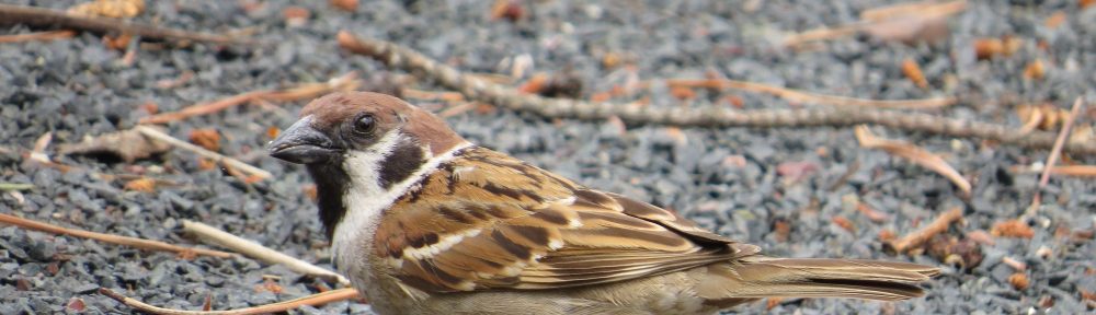 Eurasian Tree Sparrow