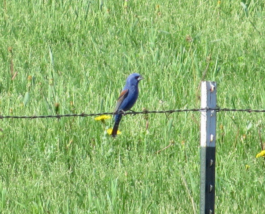 Blue Grosbeak