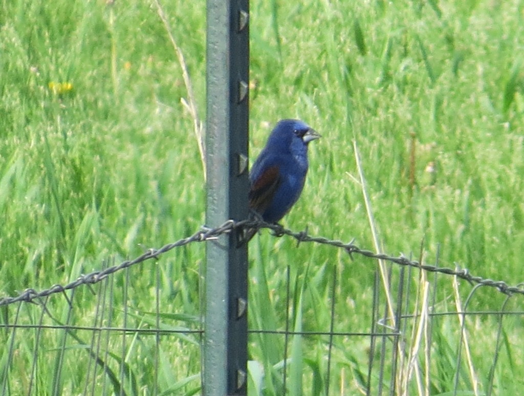 Blue Grosbeak