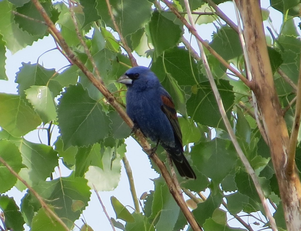 Blue Grosbeak