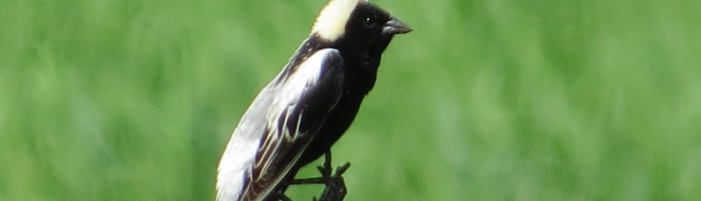 Bobolink