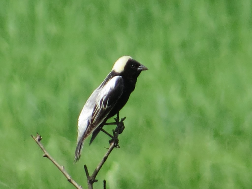 Bobolink