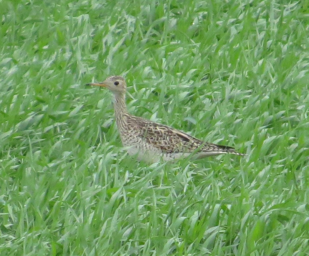 Upland Sandpiper