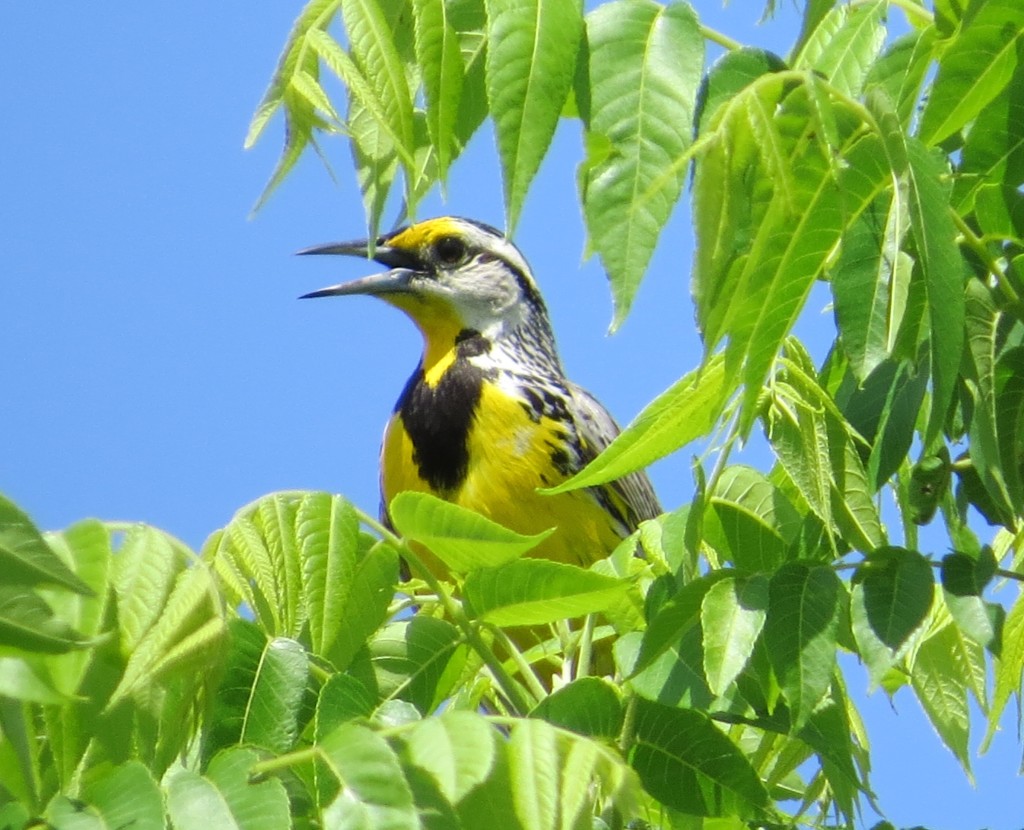 Eastern Meadowlark