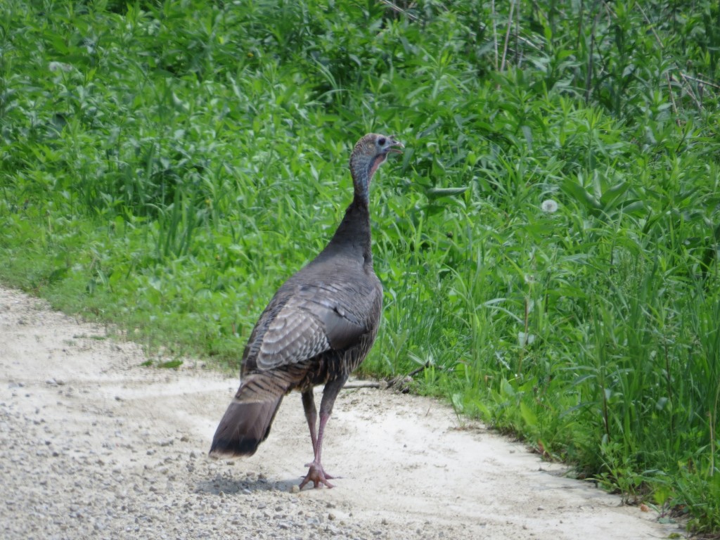 Wild Turkey