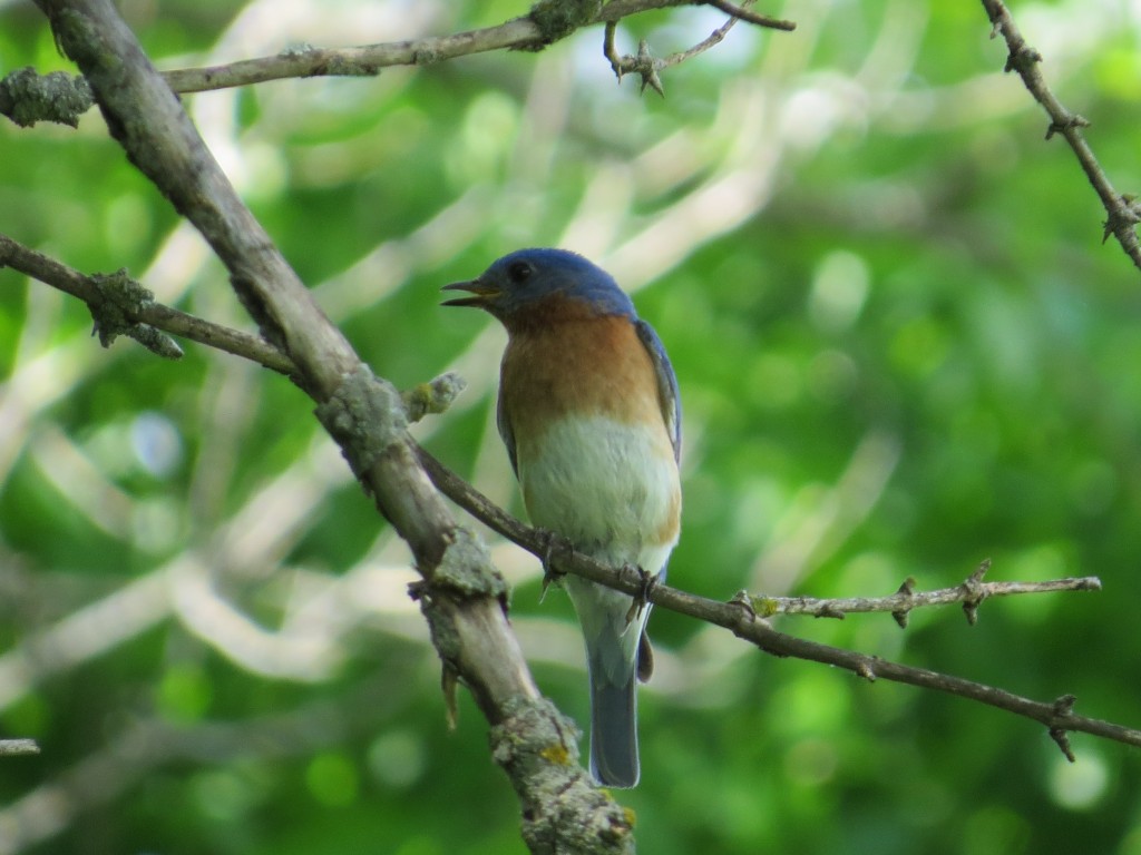 Eastern Bluebird