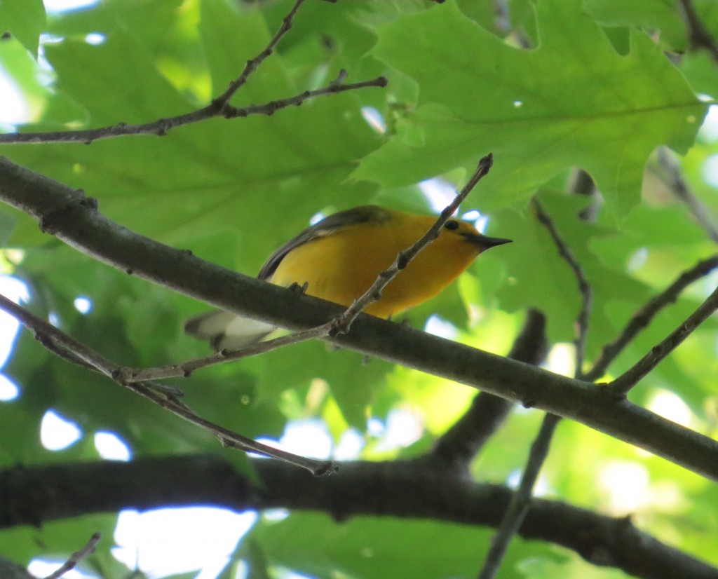 Prothonotary Warbler