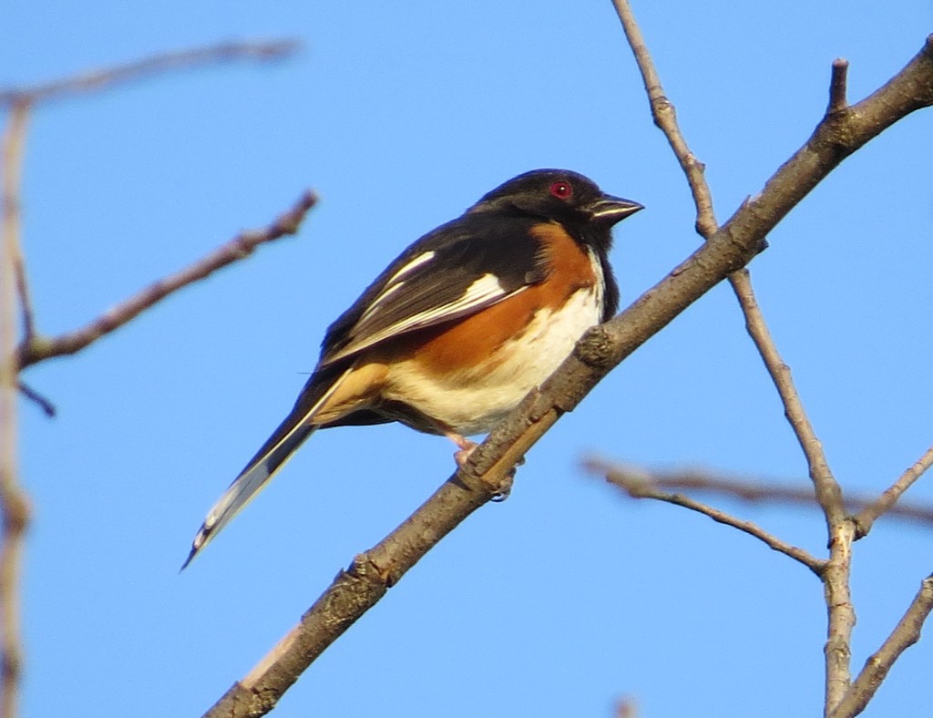 Eastern Towhee