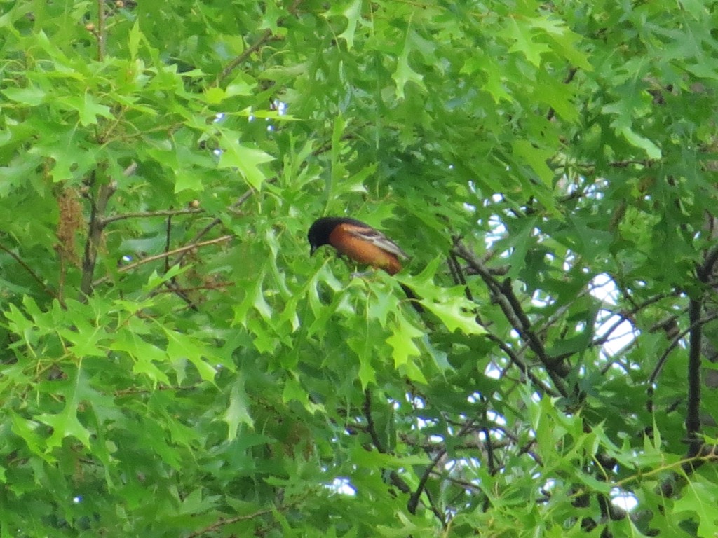 Orchard Oriole