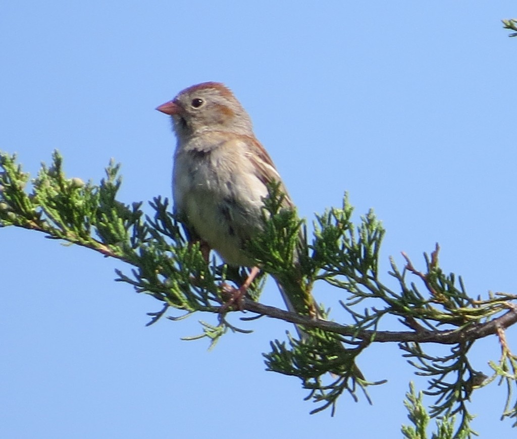 Field Sparrow