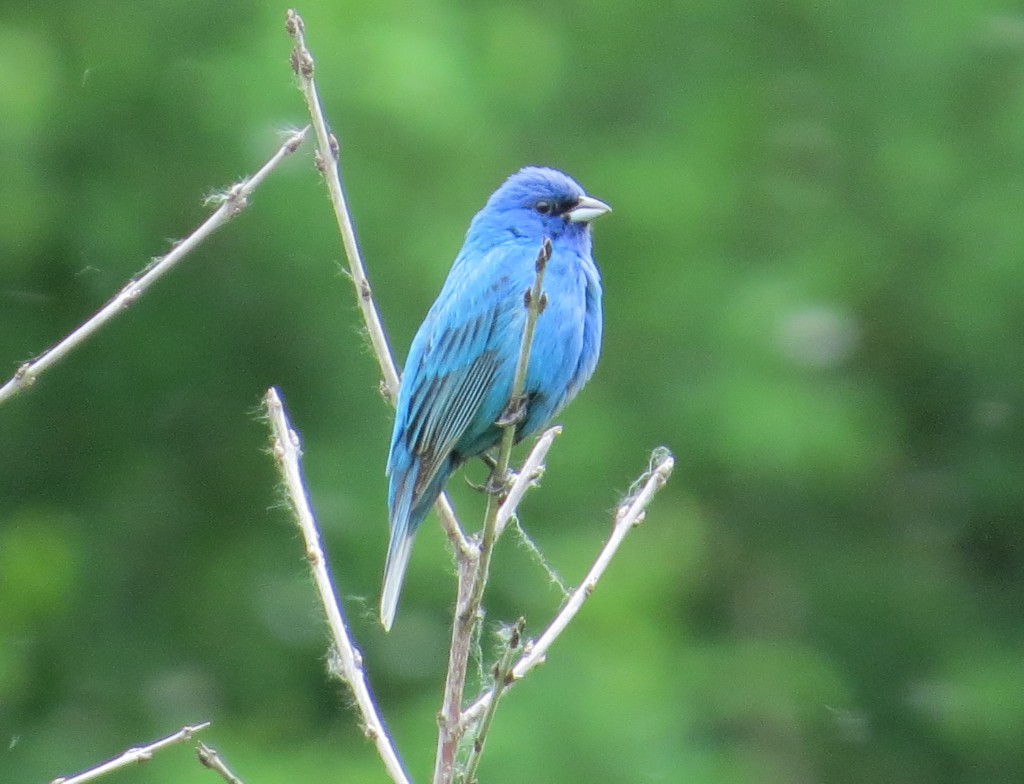 Indigo Bunting