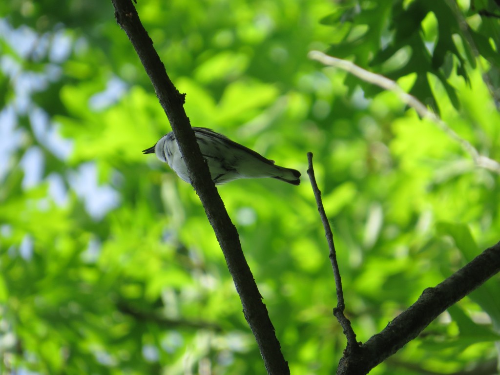 Cerulean Warbler at Murphy-Hanrehan Park in Savage, MN