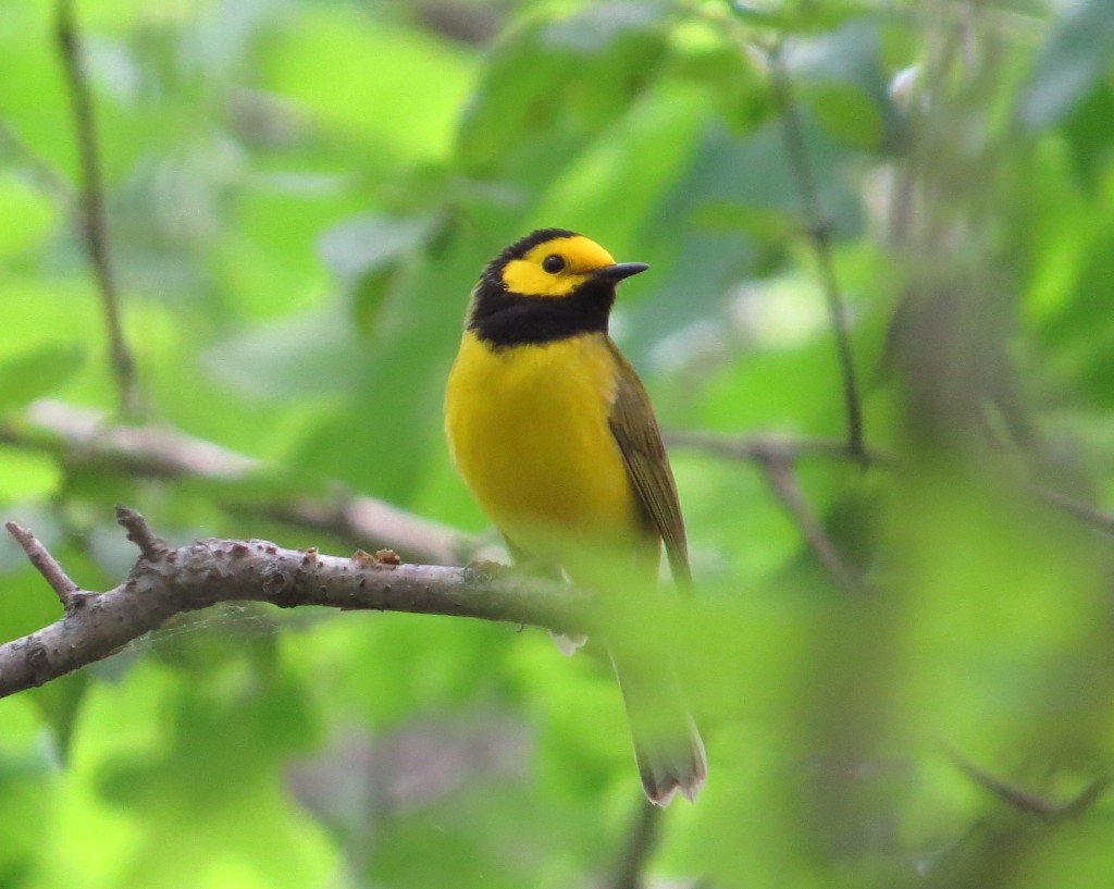 Hooded Warbler at Murphy-Hanrehan Park Reserve in Savage, MN