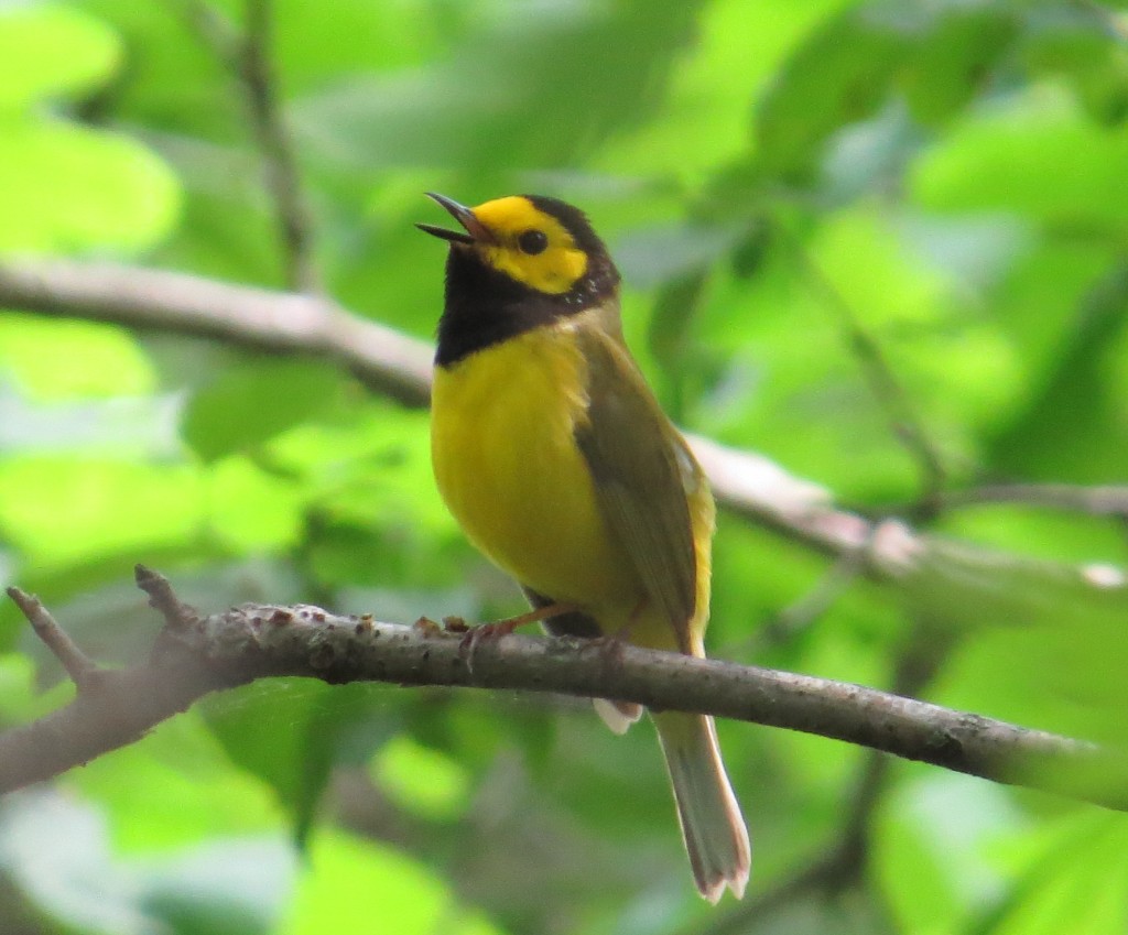 Hooded Warbler