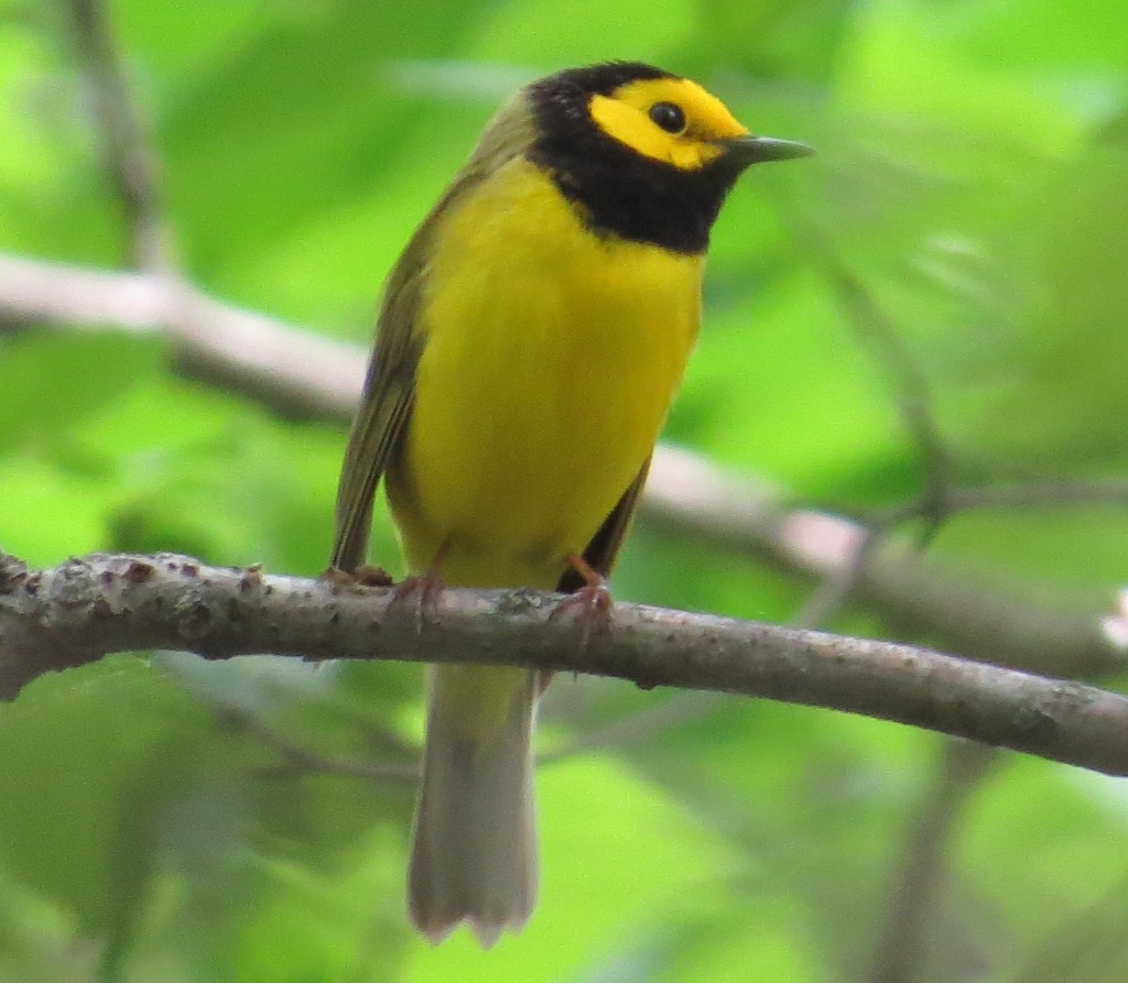 Hooded Warbler