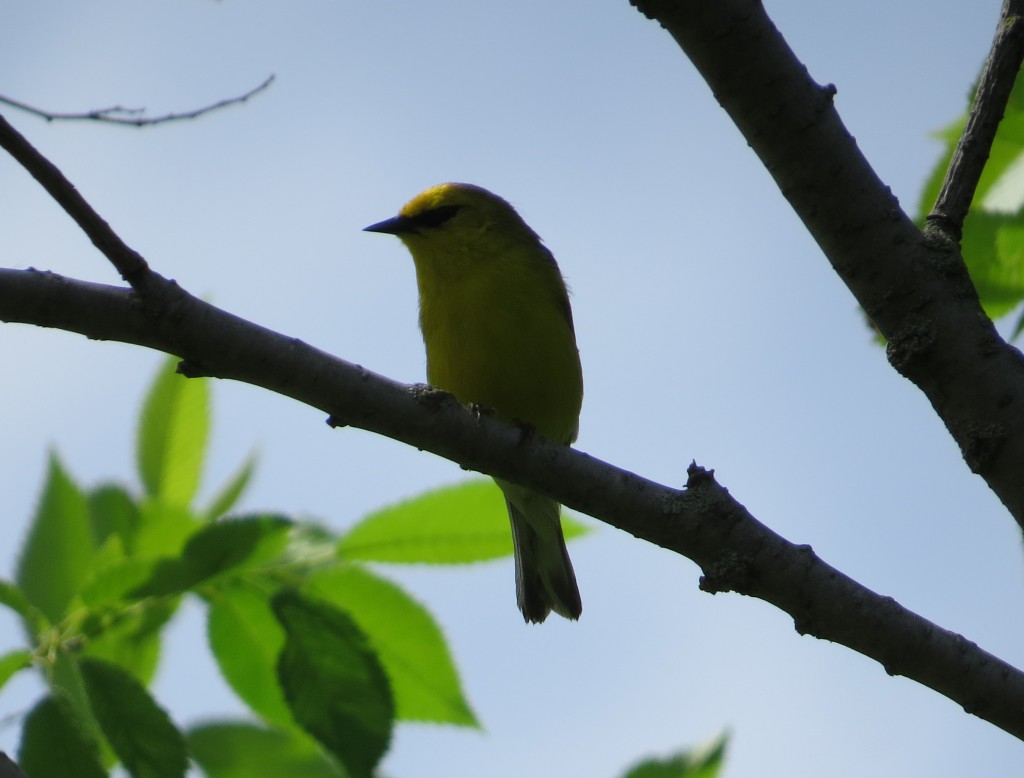 Blue-winged Warbler - no-winged sub-species