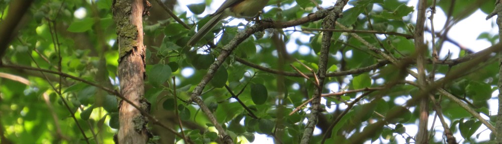 Tufted Titmouse at Hidden Valley Park in Savage, MN