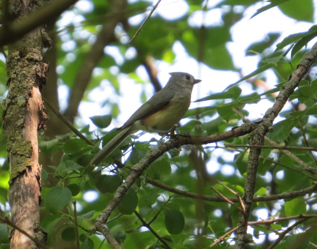 Tufted Titmouse at Hidden Valley Park in Savage, MN