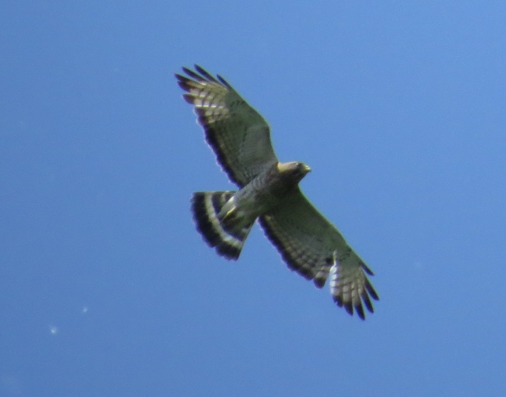 Broad-winged Hawk over Hidden Valley Park in Savage, MN